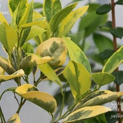 C. sinensis variegatis yellow leaf - -fill-400x400